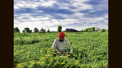The farmers said that the insurance companies had stopped crop compensation of 72 villages for kharif season 2022, of which the company had now disbursed compensation for 17 villages. (HT File Photo)