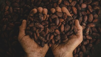 Ancient Origins: Chocolate's story begins in ancient Central and South America, where the cacao tree grew wild. The Mayans and Aztecs treasured cacao beans, using them to brew a bitter, spicy drink for special ceremonies. (Unsplash) Ancient Origins: Chocolate's story begins in ancient Central and South America, where the cacao tree grew wild. The Mayans and Aztecs treasured cacao beans, using them to brew a bitter, spicy drink for special ceremonies. (Unsplash)