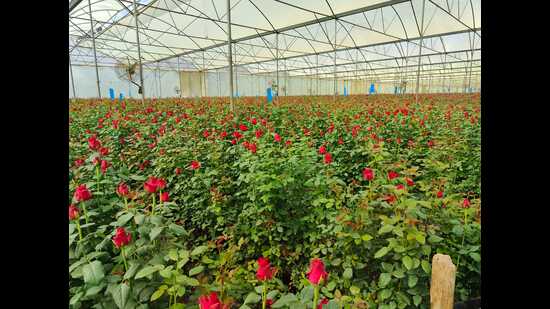According to ISFP, India’s flower exports are back on track again and now due to the resurgent economy and growing domestic market, flower growers have reason to cheer once again. (HT PHOTO)