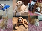 Meet the animals who are searching for forever homes. Meet the animals who are searching for forever homes.
