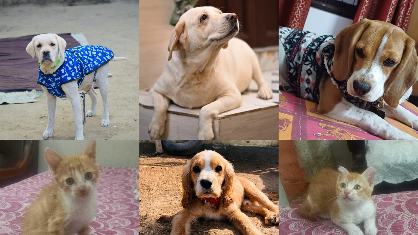 Adopt A Pet: Say yes to a pawsome date this V-Day in Delhi-NCR! - Vimarsana News