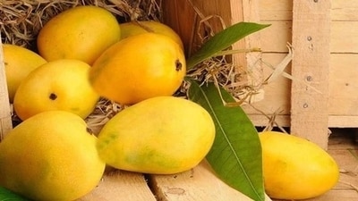 “The mango is a heat-dependent crop, which means the flowering and fruiting are determined by the crop." (Representative Image-HT Photo) “The mango is a heat-dependent crop, which means the flowering and fruiting are determined by the crop." (Representative Image-HT Photo)
