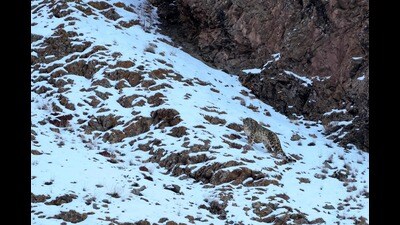 A snow leopard walks in a mountainside on the outskirts of Leh in Ladakh region on Friday. (AFP) A snow leopard walks in a mountainside on the outskirts of Leh in Ladakh region on Friday. (AFP)