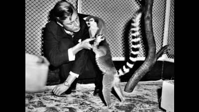 English naturalist and broadcaster Sir David Attenborough with two ring-tailed lemurs during a Christmas lecture at London zoo in the 1970s. (Keystone/Getty Images) English naturalist and broadcaster Sir David Attenborough with two ring-tailed lemurs during a Christmas lecture at London zoo in the 1970s. (Keystone/Getty Images)