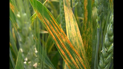 PBG head VS Sohu and PP head PS Sandhu said a minor incidence of the disease was also observed in the surrounding fields. (HT File)