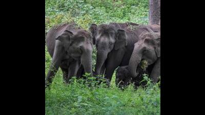 The attack by wild elephants has been growing in the region (AFP) The attack by wild elephants has been growing in the region (AFP)