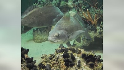 A scientist believes that it is the sound of mating of black drum fish that is keeping Florida residents awake (representational image). (Facebook/@National Aquarium) A scientist believes that it is the sound of mating of black drum fish that is keeping Florida residents awake (representational image). (Facebook/@National Aquarium)