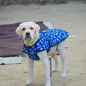 Alexa is a cuddly girl, who is healthy and always full of joy. Alexa is a cuddly girl, who is healthy and always full of joy.