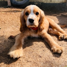Coffee gets along well with children and other canines. Coffee gets along well with children and other canines.
