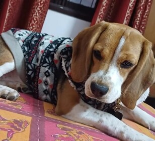 Melon is an active boy who needs humans who can match his pace. Melon is an active boy who needs humans who can match his pace.