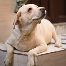 Reshu is a sweet and obedient girl who is presently living at a shelter. Reshu is a sweet and obedient girl who is presently living at a shelter.