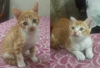 These kitties can be adopted as a pair or even individually. These kitties can be adopted as a pair or even individually.