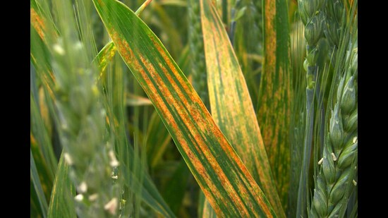 PBG head VS Sohu and PP head PS Sandhu said a minor incidence of the disease was also observed in the surrounding fields. (HT File)