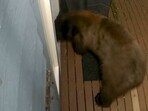 A scary video shows a bear trying to break into a Washington home belonging to a woman through her doggie door (Amy Holt/Facebook) A scary video shows a bear trying to break into a Washington home belonging to a woman through her doggie door (Amy Holt/Facebook)