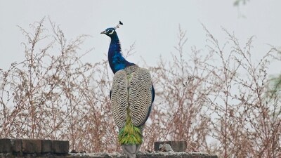 A peahen sitting on the wall of the botanical garden at PAU in Ludhiana on Sunday.Punjab Agricultural University (PAU) (Gurpreet Singh/HT)