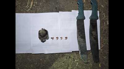 After the dissection of the dead leopard, it was seen that 3 toenails and claws of the leopard were cut with a sharp weapon. (HT PHOTO) After the dissection of the dead leopard, it was seen that 3 toenails and claws of the leopard were cut with a sharp weapon. (HT PHOTO)