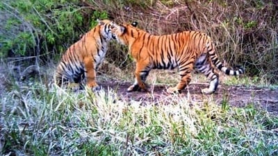 National Wildlife Board defers decision on Karnataka's Kalasa-Bhanduri project
