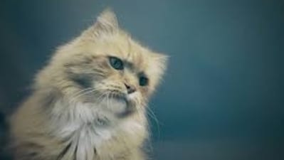 Bubonic plague is the most common form of plague and is caused by the bite of an infected flea. (Unsplash) Bubonic plague is the most common form of plague and is caused by the bite of an infected flea. (Unsplash)