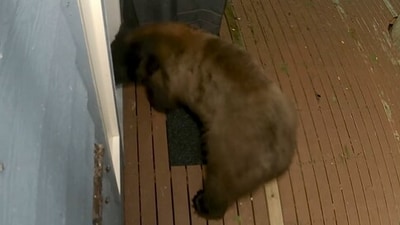A scary video shows a bear trying to break into a Washington home belonging to a woman through her doggie door (Amy Holt/Facebook) A scary video shows a bear trying to break into a Washington home belonging to a woman through her doggie door (Amy Holt/Facebook)