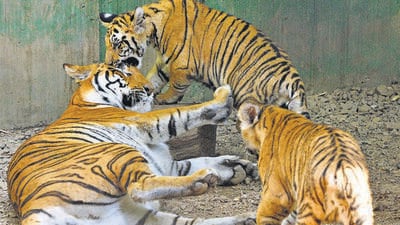 The PMC-operated Rajiv Gandhi Zoological Park in Katra, spread over approximately 193 acres of land, consists of a diverse collection of over four hundred different animal species, attracting tourists year-round. Despite the prohibition of plastic, families and individuals bring essentials such as bottled water and snacks for children in plastic carry bags (HT FILE) The PMC-operated Rajiv Gandhi Zoological Park in Katra, spread over approximately 193 acres of land, consists of a diverse collection of over four hundred different animal species, attracting tourists year-round. Despite the prohibition of plastic, families and individuals bring essentials such as bottled water and snacks for children in plastic carry bags (HT FILE)