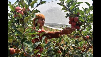 The area under apple has increased from 400 hectares in 1950-51 to 3,025 hectares in 1960-61 and 1,15,016 hectares in 2021- 22. Between 2007-08 and 2021-22, area under apple has seen a growth of 21.4% (HT File) The area under apple has increased from 400 hectares in 1950-51 to 3,025 hectares in 1960-61 and 1,15,016 hectares in 2021- 22. Between 2007-08 and 2021-22, area under apple has seen a growth of 21.4% (HT File)