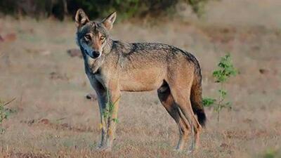 The move will also help in preparing an effective management plan to protect endangered grassland species like wolves and hyenas, said a senior officer from Pune forest department. (HT PHOTO) The move will also help in preparing an effective management plan to protect endangered grassland species like wolves and hyenas, said a senior officer from Pune forest department. (HT PHOTO)