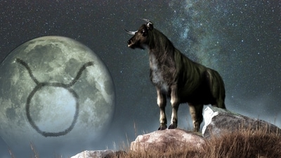 Weekly Horoscope Taurus, February 11-17, 2024: Taurus, your practicality, patience, and unique strength will pay off in a big way this week. (shutterstock)