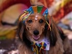 Dogs and owners celebrate Carnival in Rio de Janeiro with canine street party Dogs and owners celebrate Carnival in Rio de Janeiro with canine street party