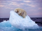 Ice_Bed