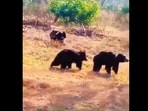 Snapshot of the three bears near national highway in Tamil Nadu. Snapshot of the three bears near national highway in Tamil Nadu.