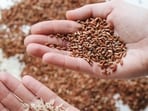 whole_grain_rice