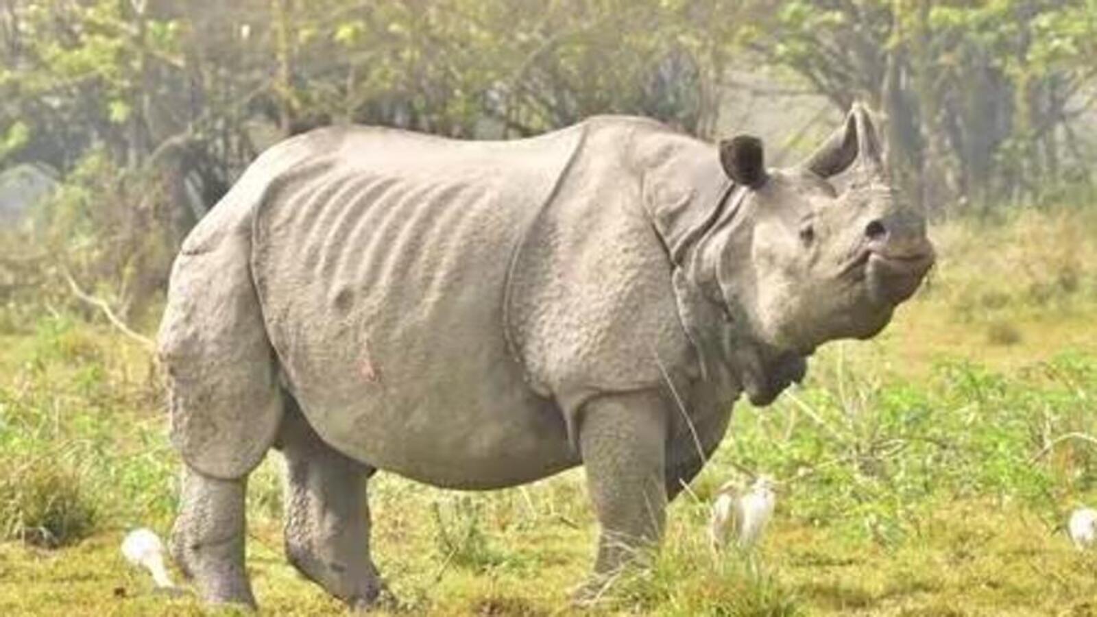 Rhino found dead in Assam's Kaziranga; officials suspect killed in tiger attack | Latest News India - Vimarsana News