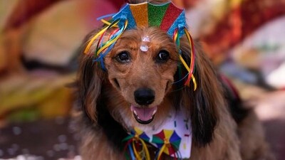 Dogs and owners celebrate Carnival in Rio de Janeiro with canine street party (AP photo) Dogs and owners celebrate Carnival in Rio de Janeiro with canine street party (AP photo)