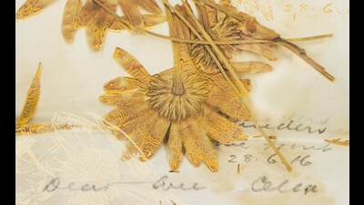 Flowers sent in letter to Celia by Lt Col Cantlie from Flanders, 1916. (PHOTO: CANADIAN WAR MUSEUM) Flowers sent in letter to Celia by Lt Col Cantlie from Flanders, 1916. (PHOTO: CANADIAN WAR MUSEUM)