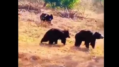 Snapshot of the three bears near national highway in Tamil Nadu. (Instagram/@All India Radio News ) Snapshot of the three bears near national highway in Tamil Nadu. (Instagram/@All India Radio News )