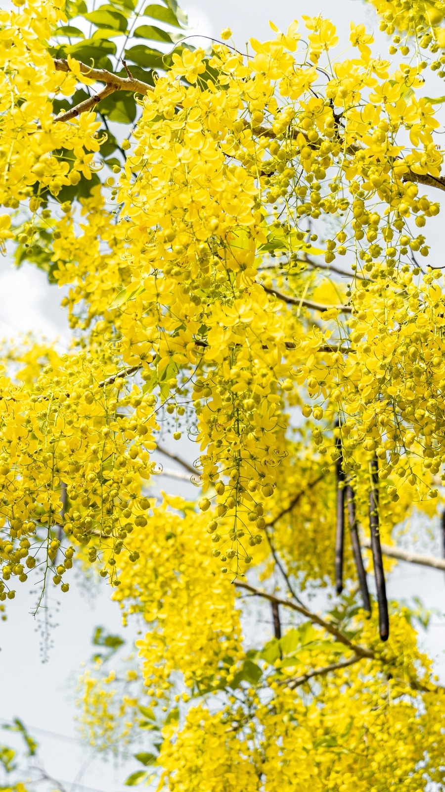 Golden_shower
