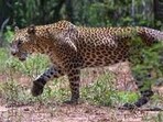 The leopard has created panic among the residents of the area (representational image). 