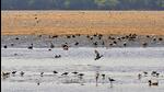 Migratory birds leaving their homes at Okhla Bird Sanctuary in Noida during the breeding season. (Sunil Ghosh/HT File Photo)