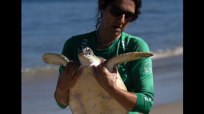 A volunteer carries a Green Sea Turtle after it was caught temporarily at a feeding site on Itaipu Beach in Niteroi, Brazil. Many songbirds, sea turtles, whales, sharks and migratory animals move to different environments with changing seasons and are imperiled by habitat loss, illegal hunting and fishing, pollution and climate change. (AP) A volunteer carries a Green Sea Turtle after it was caught temporarily at a feeding site on Itaipu Beach in Niteroi, Brazil. Many songbirds, sea turtles, whales, sharks and migratory animals move to different environments with changing seasons and are imperiled by habitat loss, illegal hunting and fishing, pollution and climate change. (AP)