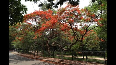 Activists argue that construction inside the park would lead to ecological imbalance (HT) Activists argue that construction inside the park would lead to ecological imbalance (HT)