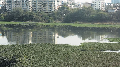 Experts said that hyacinth overgrowth have caused mosquito menace across city. (Shankar Narayan/HT PHOTO) Experts said that hyacinth overgrowth have caused mosquito menace across city. (Shankar Narayan/HT PHOTO)