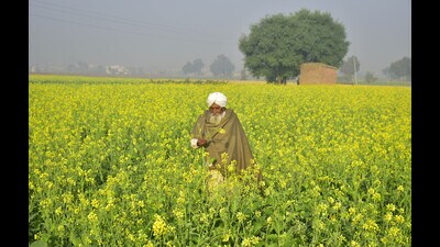 It was informed during the meeting that an estimated production of 50,800 metric tonne (MT) of sunflower; 14,14,710 MT of mustard, 26,320 MT of gram, and 33,600 MT of summer moong is expected this season. (File)