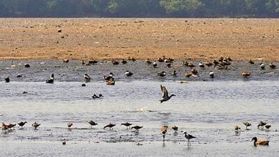 Migratory birds leaving their homes at Okhla Bird Sanctuary in Noida during the breeding season. (Sunil Ghosh/HT File Photo) Migratory birds leaving their homes at Okhla Bird Sanctuary in Noida during the breeding season. (Sunil Ghosh/HT File Photo)