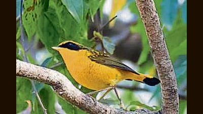 This year, the birders managed to list 254 species in a 12-hour period, which is slightly more than last year’s tally of 236 species. (HT Photo)