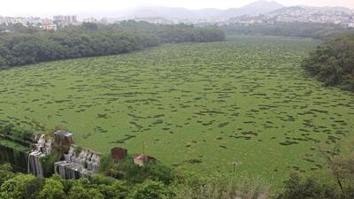 Traditionally, PMC pruned the water hyacinths every year, but when drainage water combines with the water bodies, the hyacinths tend to form in the waters. (FILE PHOTO)