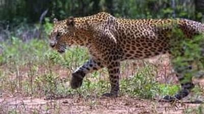 The leopard has created panic among the residents of the area (representational image). (File Photo) The leopard has created panic among the residents of the area (representational image). (File Photo)
