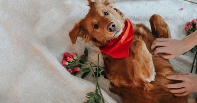 Celebrate Valentine's Day with your pets with fun activities. (Unsplash) Celebrate Valentine's Day with your pets with fun activities. (Unsplash)