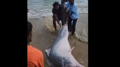 Fishermen trying to save the dolphin by taking it back to the water. (X/@Supriya Sahu ) Fishermen trying to save the dolphin by taking it back to the water. (X/@Supriya Sahu )