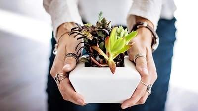 Five indoor plants that symbolise love to gift your partner this Valentine's Day (Representational Image) Five indoor plants that symbolise love to gift your partner this Valentine's Day (Representational Image)