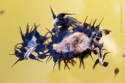 The image is titled The Tadpole Banquet. (Instagram/@jjgahumada) The image is titled The Tadpole Banquet. (Instagram/@jjgahumada)
